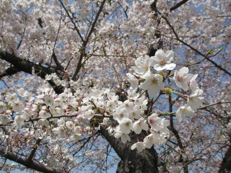 松本も桜の開花はもうすぐか