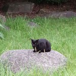 大濠公園の黒猫